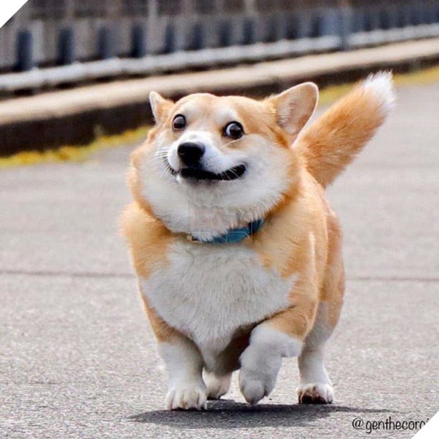 Gensaku: Idol mới nổi của làng chó Nhật, đáng yêu không kém Nguyễn Văn Dúi 3