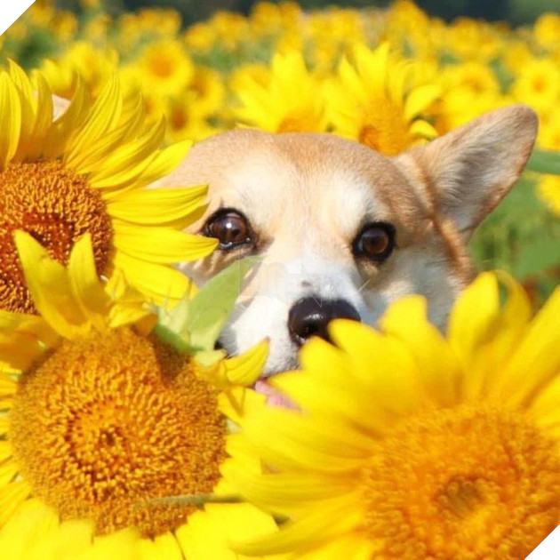 Gensaku: Idol mới nổi của làng chó Nhật, đáng yêu không kém Nguyễn Văn Dúi 22