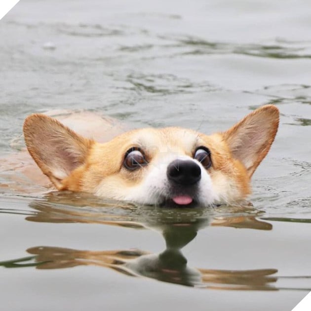 Gensaku: Idol mới nổi của làng chó Nhật, đáng yêu không kém Nguyễn Văn Dúi 31