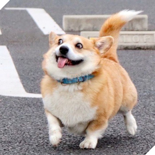 Gensaku: Idol mới nổi của làng chó Nhật, đáng yêu không kém Nguyễn Văn Dúi 13