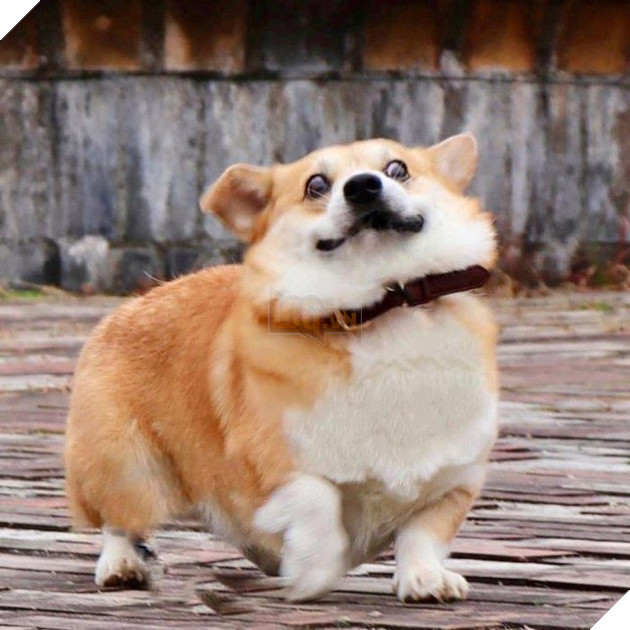 Gensaku: Idol mới nổi của làng chó Nhật, đáng yêu không kém Nguyễn Văn Dúi 23