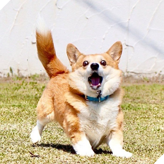 Gensaku: Idol mới nổi của làng chó Nhật, đáng yêu không kém Nguyễn Văn Dúi 21