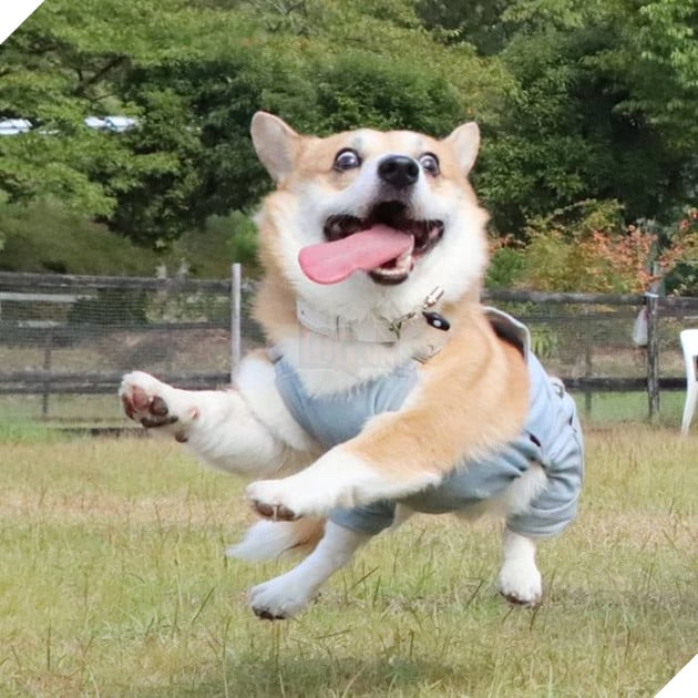 Gensaku: Idol mới nổi của làng chó Nhật, đáng yêu không kém Nguyễn Văn Dúi 15