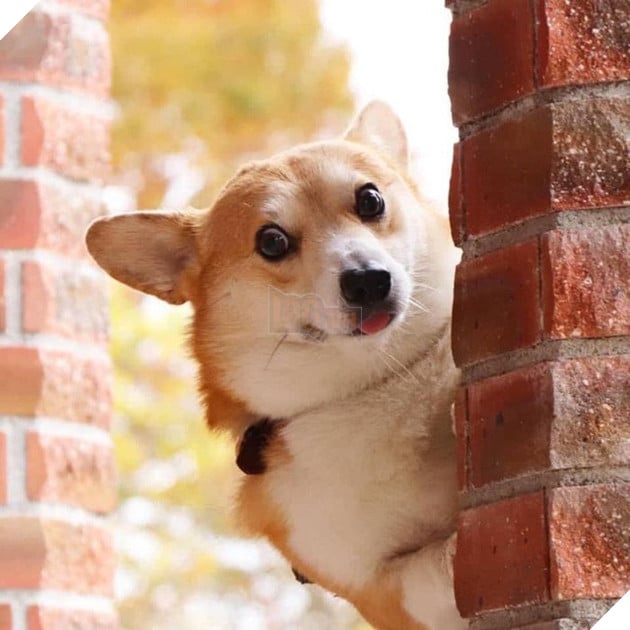 Gensaku: Idol mới nổi của làng chó Nhật, đáng yêu không kém Nguyễn Văn Dúi 33