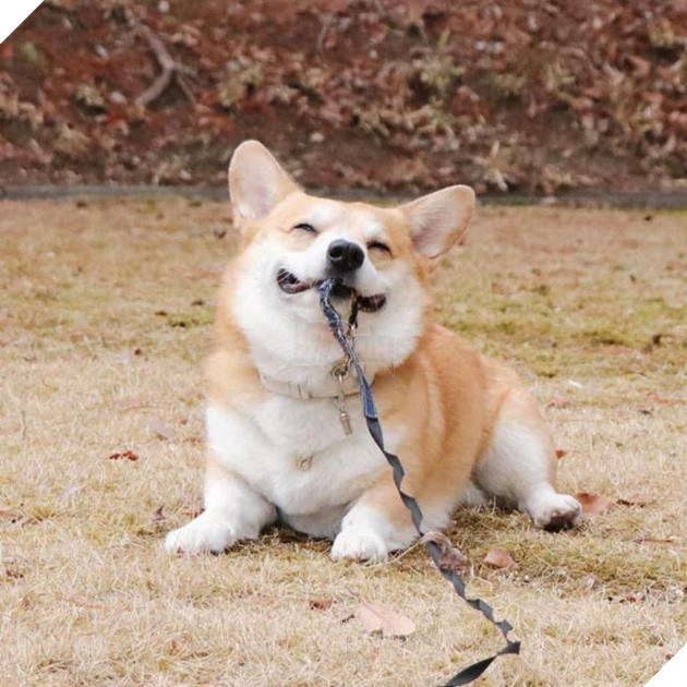 Gensaku: Idol mới nổi của làng chó Nhật, đáng yêu không kém Nguyễn Văn Dúi 32