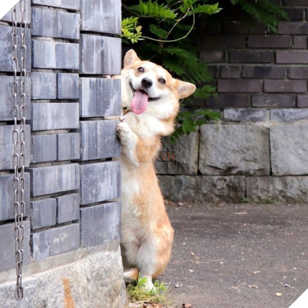 Gensaku: Idol mới nổi của làng chó Nhật, đáng yêu không kém Nguyễn Văn Dúi 17