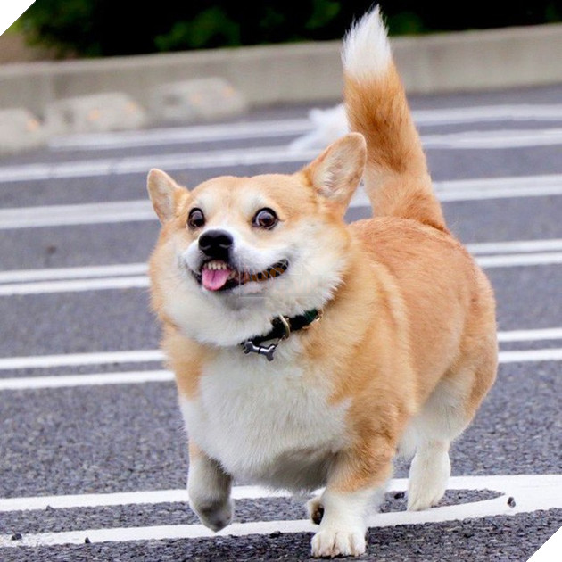 Gensaku: Idol mới nổi của làng chó Nhật, đáng yêu không kém Nguyễn Văn Dúi 26