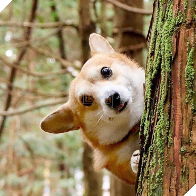 Gensaku: Idol mới nổi của làng chó Nhật, đáng yêu không kém Nguyễn Văn Dúi 24