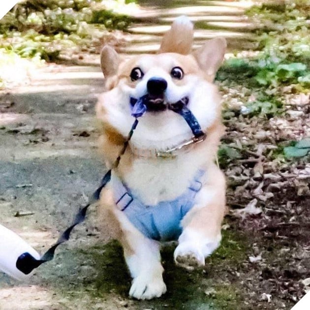 Gensaku: Idol mới nổi của làng chó Nhật, đáng yêu không kém Nguyễn Văn Dúi 8