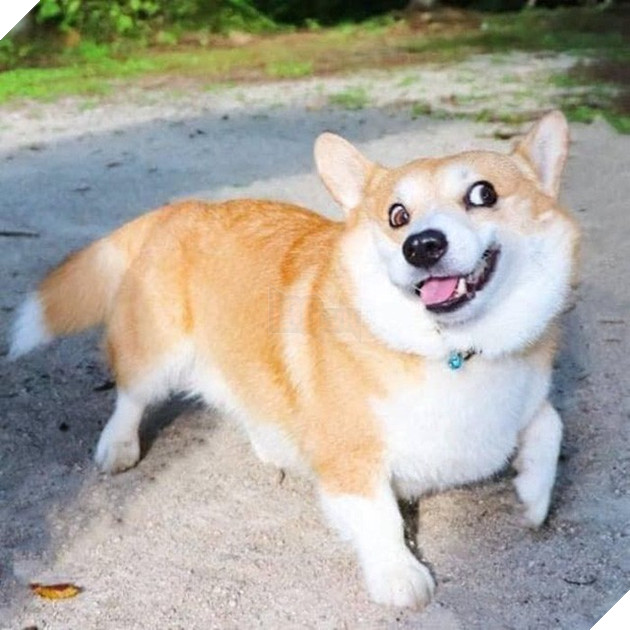 Gensaku: Idol mới nổi của làng chó Nhật, đáng yêu không kém Nguyễn Văn Dúi 34