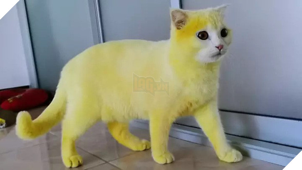 Mèo cưng bỗng hóa vàng khè như Pikachu sau khi được chủ áp dụng liệu pháp trị nấm đặc biệt, dân mạng được một trận cười nghiêng ngả - Ảnh 1.