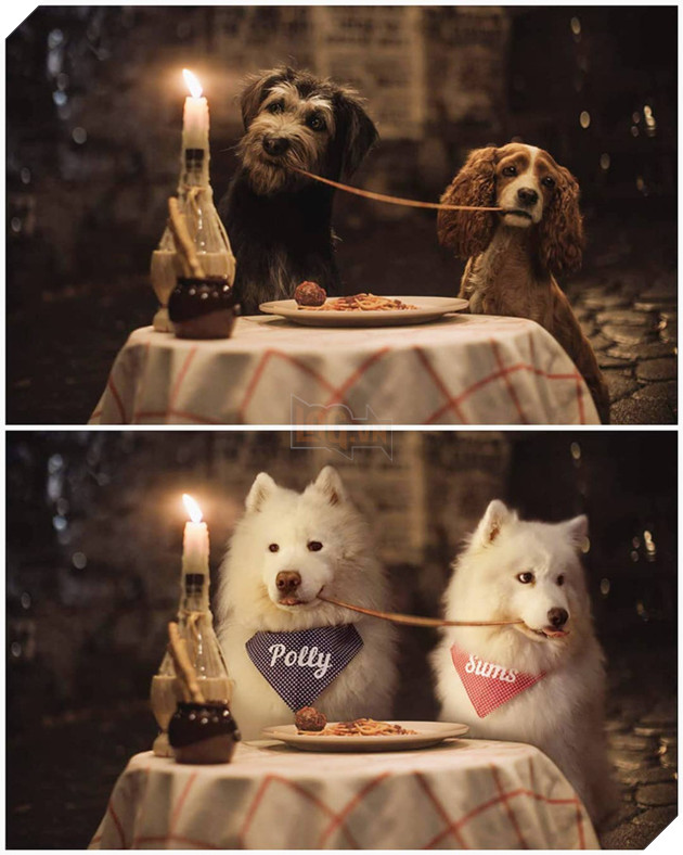 Cười bể bụng trước loạt ảnh photoshop các cảnh phim kinh điển thành chó Samoyed của thanh niên người Úc Phần 1  7