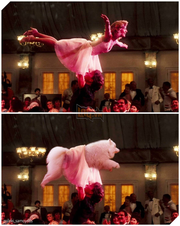 Cười bể bụng trước loạt ảnh photoshop các cảnh phim kinh điển thành chó Samoyed của thanh niên người Úc Phần 2  4