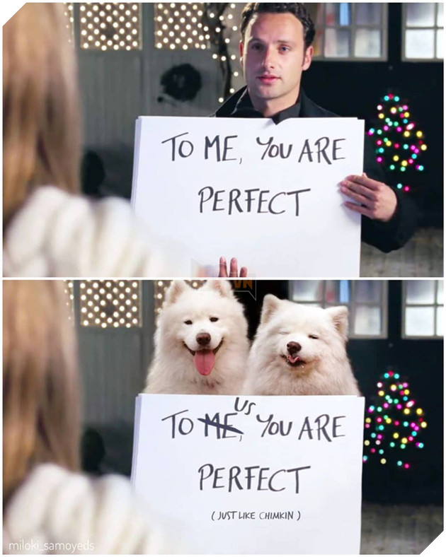 Cười bể bụng trước loạt ảnh photoshop các cảnh phim kinh điển thành chó Samoyed của thanh niên người Úc Phần 1  4
