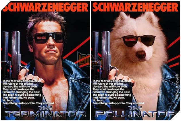 Cười bể bụng trước loạt ảnh photoshop các cảnh phim kinh điển thành chó Samoyed của thanh niên người Úc Phần 2  5