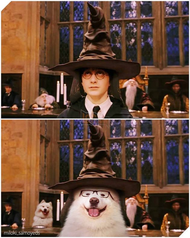 Cười bể bụng trước loạt ảnh photoshop các cảnh phim kinh điển thành chó Samoyed của thanh niên người Úc Phần 1  3