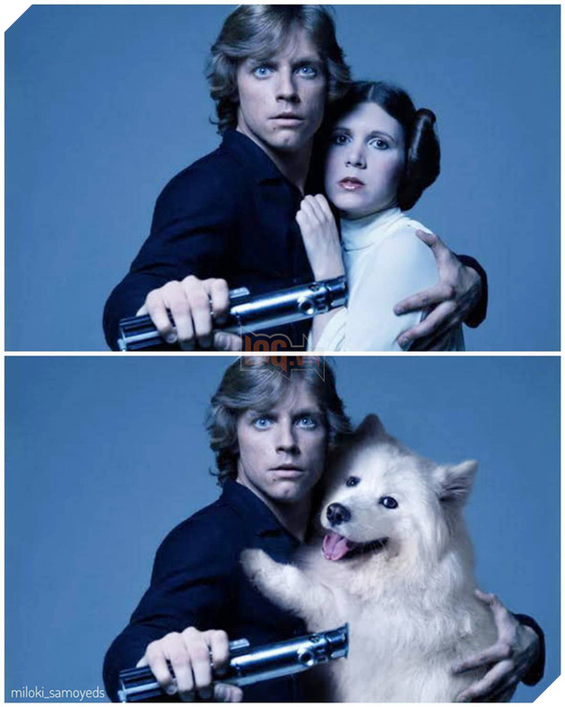 Cười bể bụng trước loạt ảnh photoshop các cảnh phim kinh điển thành chó Samoyed của thanh niên người Úc Phần 2  2