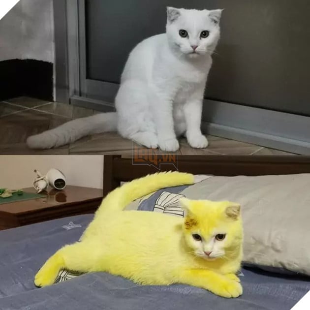 Boss bỗng hóa vàng khè như Pikachu sau khi được sen trị nấm bằng liệu pháp đặc biệt, dân mạng được một trận cười nghiêng ngả - Ảnh 2.