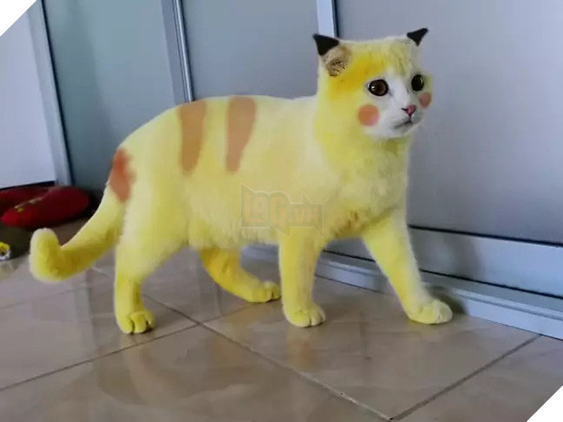 Mèo cưng bỗng hóa vàng khè như Pikachu sau khi được chủ áp dụng liệu pháp trị nấm đặc biệt, dân mạng được một trận cười nghiêng ngả - Ảnh 3.