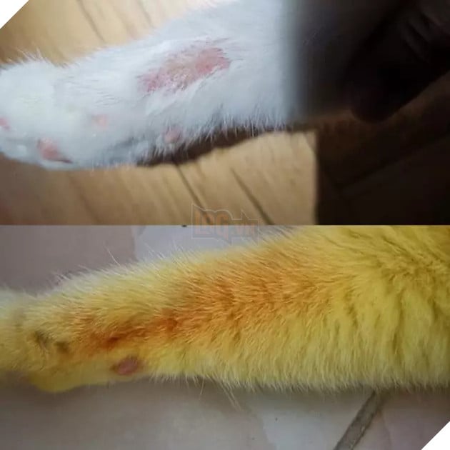 Boss bỗng hóa vàng khè như Pikachu sau khi được sen trị nấm bằng liệu pháp đặc biệt, dân mạng được một trận cười nghiêng ngả - Ảnh 2.