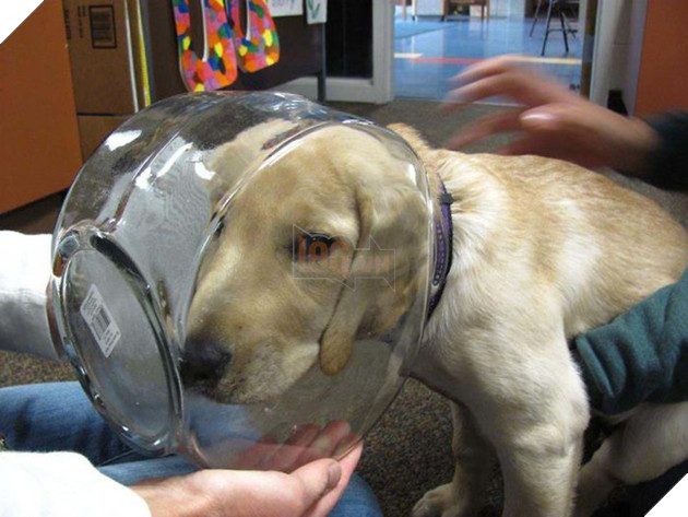 Loạt chó, mèo, chim, chuột vì quá đỗi ham ăn nên rơi vào bế tắc - Ảnh 7.