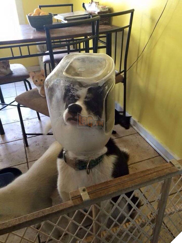 Loạt chó, mèo, chim, chuột vì quá đỗi ham ăn nên rơi vào bế tắc - Ảnh 8.