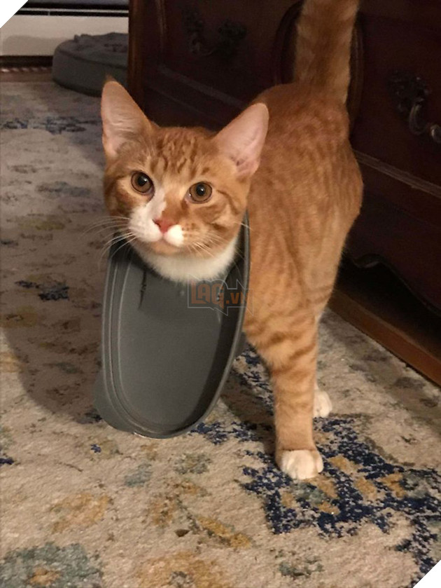 Loạt chó, mèo, chim, chuột vì quá đỗi ham ăn nên rơi vào bế tắc - Ảnh 12.