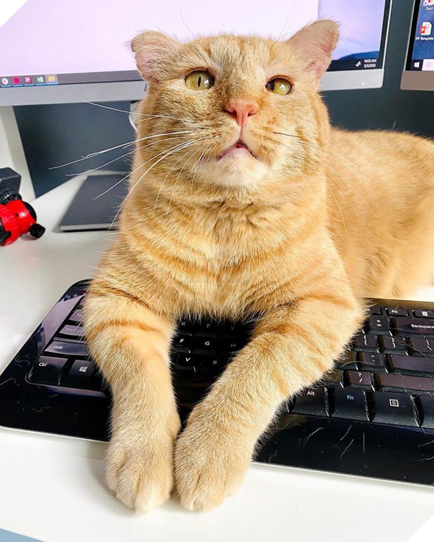 Bất chấp lời khuyên can, cô gái nhận nuôi chú mèo mặt buồn rười rượi và sự thay đổi ngoạn mục sau một năm khiến ai cũng trầm trồ 14