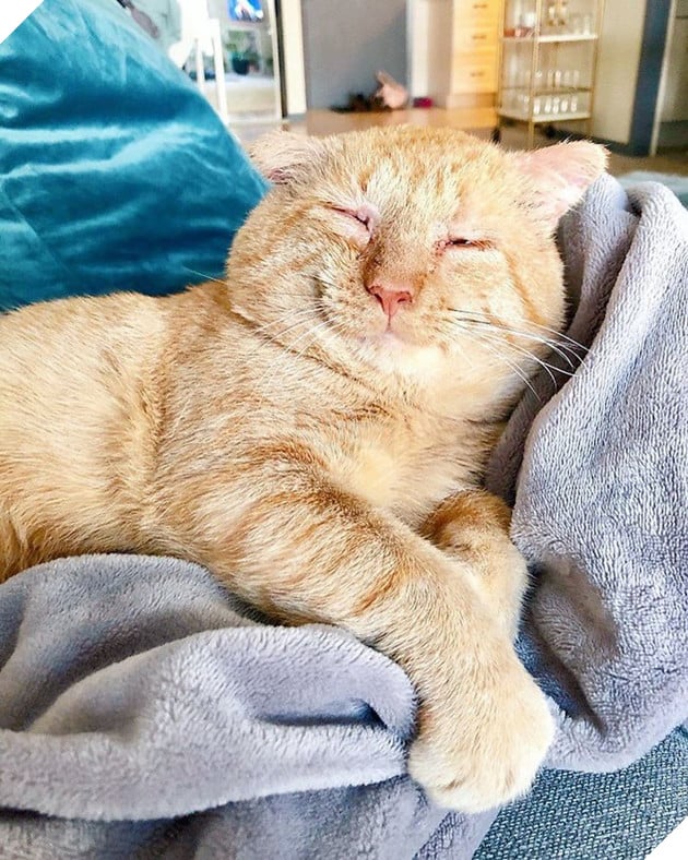 Bất chấp lời khuyên can, cô gái nhận nuôi chú mèo mặt buồn rười rượi và sự thay đổi ngoạn mục sau một năm khiến ai cũng trầm trồ 12