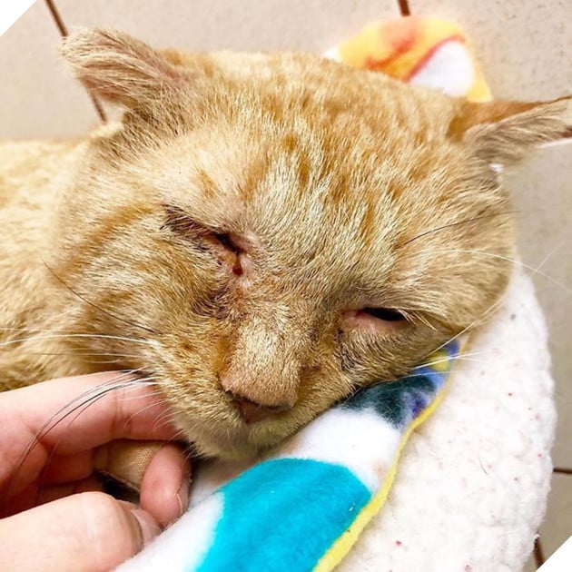 Bất chấp lời khuyên can, cô gái nhận nuôi chú mèo có khuôn mặt buồn rười rượi và sự thay đổi ngoạn mục sau một năm khiến ai cũng trầm trồ - Ảnh 2.