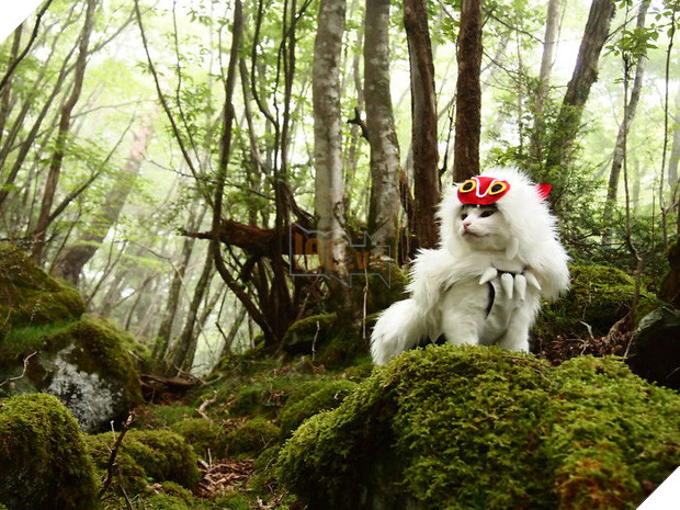 Chú mèo chuyên cosplay các nhân vật anime nổi tiếng, sở hữu 16 nghìn fan trung thành ngồi hóng ngày đêm - Ảnh 2.