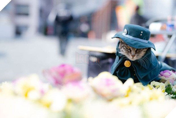 Chú mèo chuyên cosplay các nhân vật anime nổi tiếng, sở hữu 16 nghìn fan trung thành ngồi hóng ngày đêm - Ảnh 3.