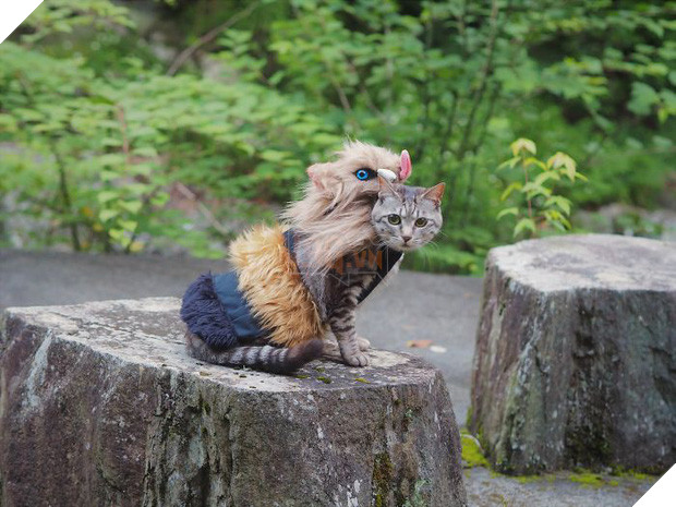 Chú mèo chuyên cosplay các nhân vật anime nổi tiếng, sở hữu 16 nghìn fan trung thành ngồi hóng ngày đêm - Ảnh 4.