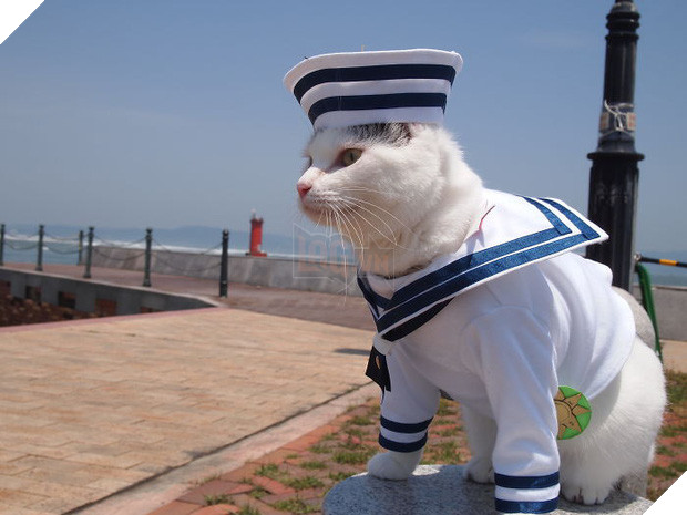 Chú mèo chuyên cosplay các nhân vật anime nổi tiếng, sở hữu 16 nghìn fan trung thành ngồi hóng ngày đêm - Ảnh 5.