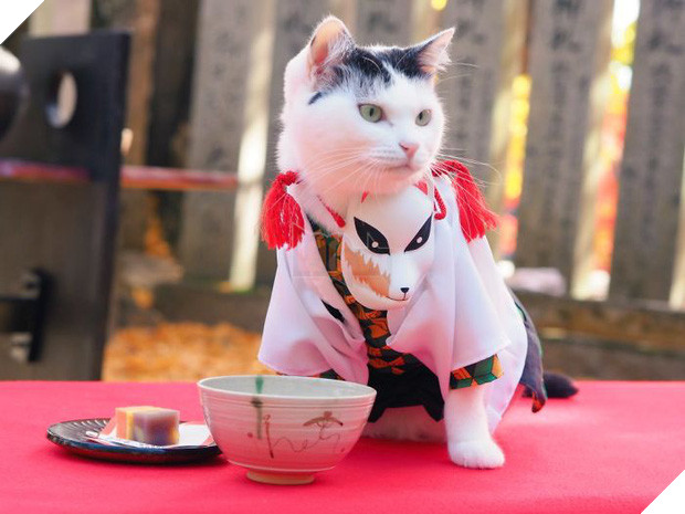 Chú mèo chuyên cosplay các nhân vật anime nổi tiếng, sở hữu 16 nghìn fan trung thành ngồi hóng ngày đêm - Ảnh 6.
