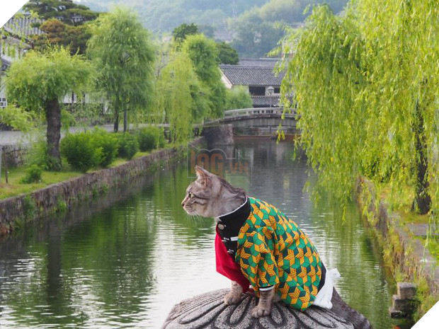 Chú mèo chuyên cosplay các nhân vật anime nổi tiếng, sở hữu 16 nghìn fan trung thành ngồi hóng ngày đêm - Ảnh 7.