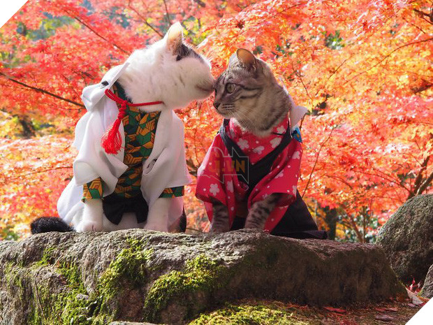 Chú mèo chuyên cosplay các nhân vật anime nổi tiếng, sở hữu 16 nghìn fan trung thành ngồi hóng ngày đêm - Ảnh 8.