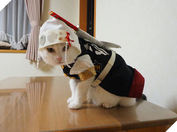 Chú mèo chuyên cosplay các nhân vật anime nổi tiếng, sở hữu 16 nghìn fan trung thành ngồi hóng ngày đêm - Ảnh 9.