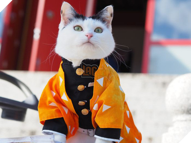 Chú mèo chuyên cosplay các nhân vật anime nổi tiếng, sở hữu 16 nghìn fan trung thành ngồi hóng ngày đêm - Ảnh 10.