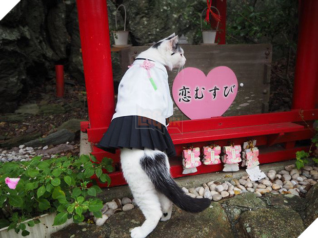 Chú mèo chuyên cosplay các nhân vật anime nổi tiếng, sở hữu 16 nghìn fan trung thành ngồi hóng ngày đêm - Ảnh 12.