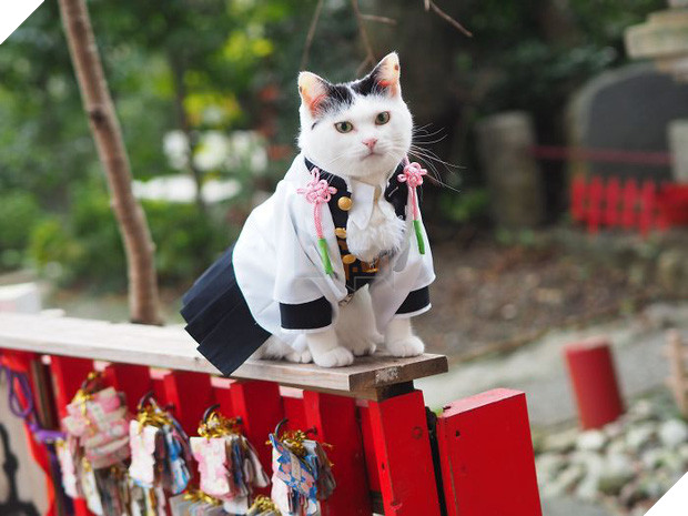 Chú mèo chuyên cosplay các nhân vật anime nổi tiếng, sở hữu 16 nghìn fan trung thành ngồi hóng ngày đêm - Ảnh 14.