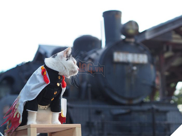 Chú mèo chuyên cosplay các nhân vật anime nổi tiếng, sở hữu 16 nghìn fan trung thành ngồi hóng ngày đêm - Ảnh 15.