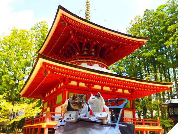 Chú mèo chuyên cosplay các nhân vật anime nổi tiếng, sở hữu 16 nghìn fan trung thành ngồi hóng ngày đêm - Ảnh 16.