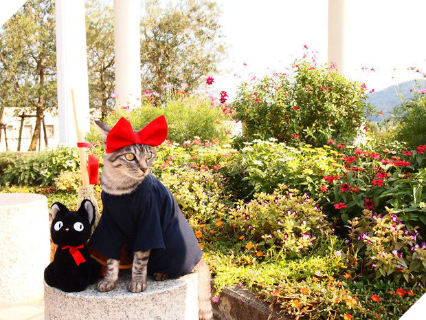 Chú mèo chuyên cosplay các nhân vật anime nổi tiếng, sở hữu 16 nghìn fan trung thành ngồi hóng ngày đêm - Ảnh 17.