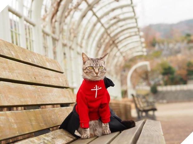 Chú mèo chuyên cosplay các nhân vật anime nổi tiếng, sở hữu 16 nghìn fan trung thành ngồi hóng ngày đêm - Ảnh 18.