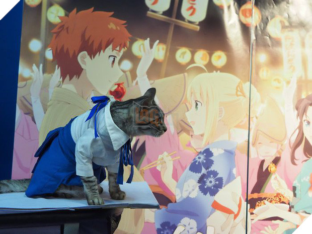 Chú mèo chuyên cosplay các nhân vật anime nổi tiếng, sở hữu 16 nghìn fan trung thành ngồi hóng ngày đêm - Ảnh 19.