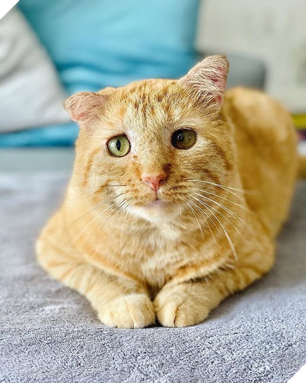 Bất chấp lời khuyên can, cô gái nhận nuôi chú mèo mặt buồn rười rượi và sự thay đổi ngoạn mục sau một năm khiến ai cũng trầm trồ 16