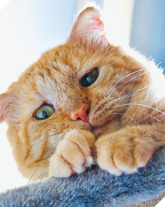 Bất chấp lời khuyên can, cô gái nhận nuôi chú mèo có khuôn mặt buồn rười rượi và sự thay đổi ngoạn mục sau một năm khiến ai cũng trầm trồ - Ảnh 8.