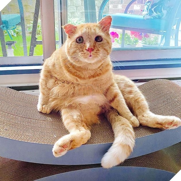 Bất chấp lời khuyên can, cô gái nhận nuôi chú mèo mặt buồn rười rượi và sự thay đổi ngoạn mục sau một năm khiến ai cũng trầm trồ 13