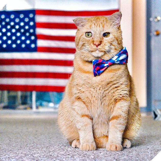 Bất chấp lời khuyên can, cô gái nhận nuôi chú mèo mặt buồn rười rượi và sự thay đổi ngoạn mục sau một năm khiến ai cũng trầm trồ 17